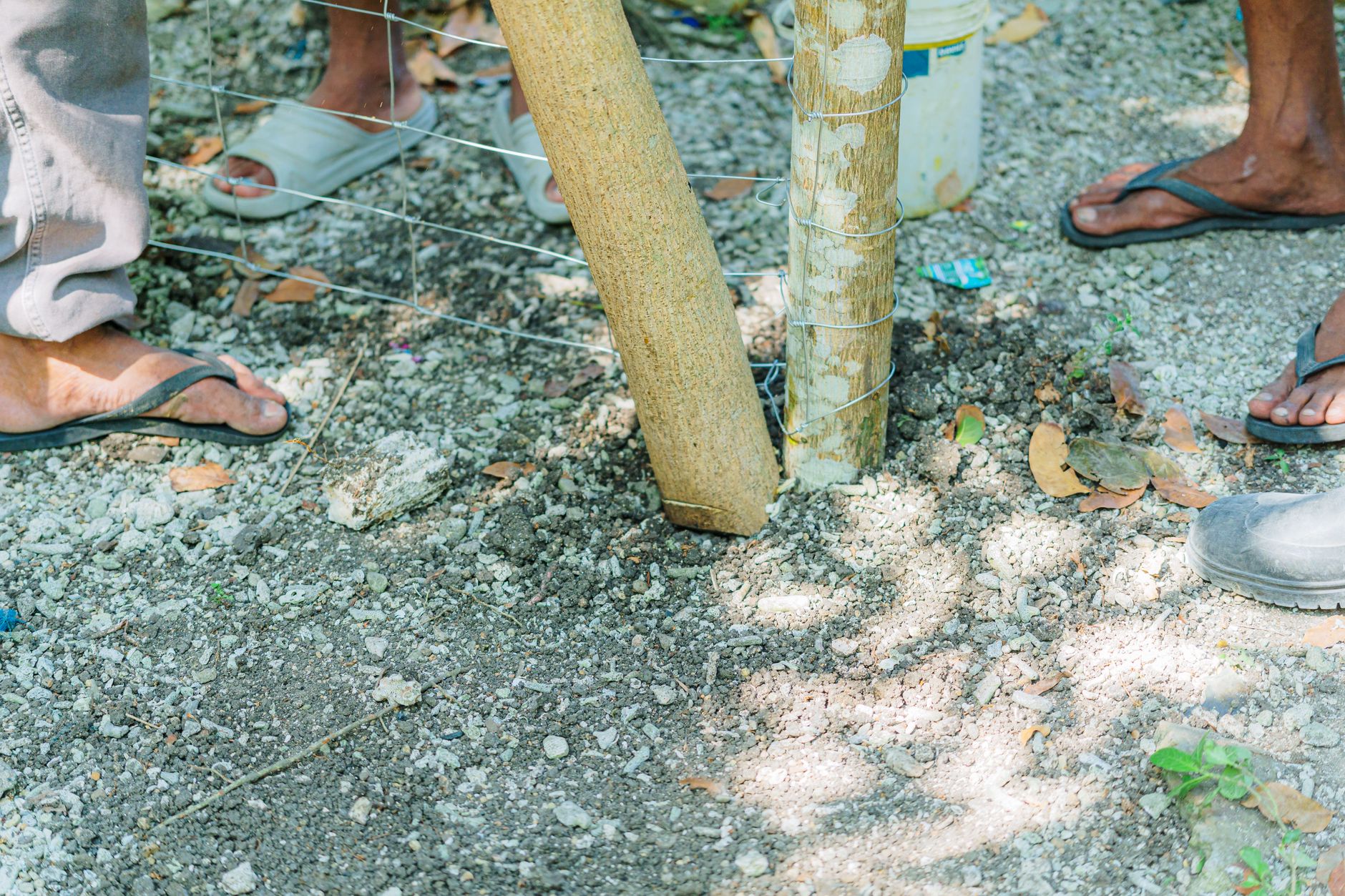 Workers installing a wooden fence post in a sunny outdoor area.