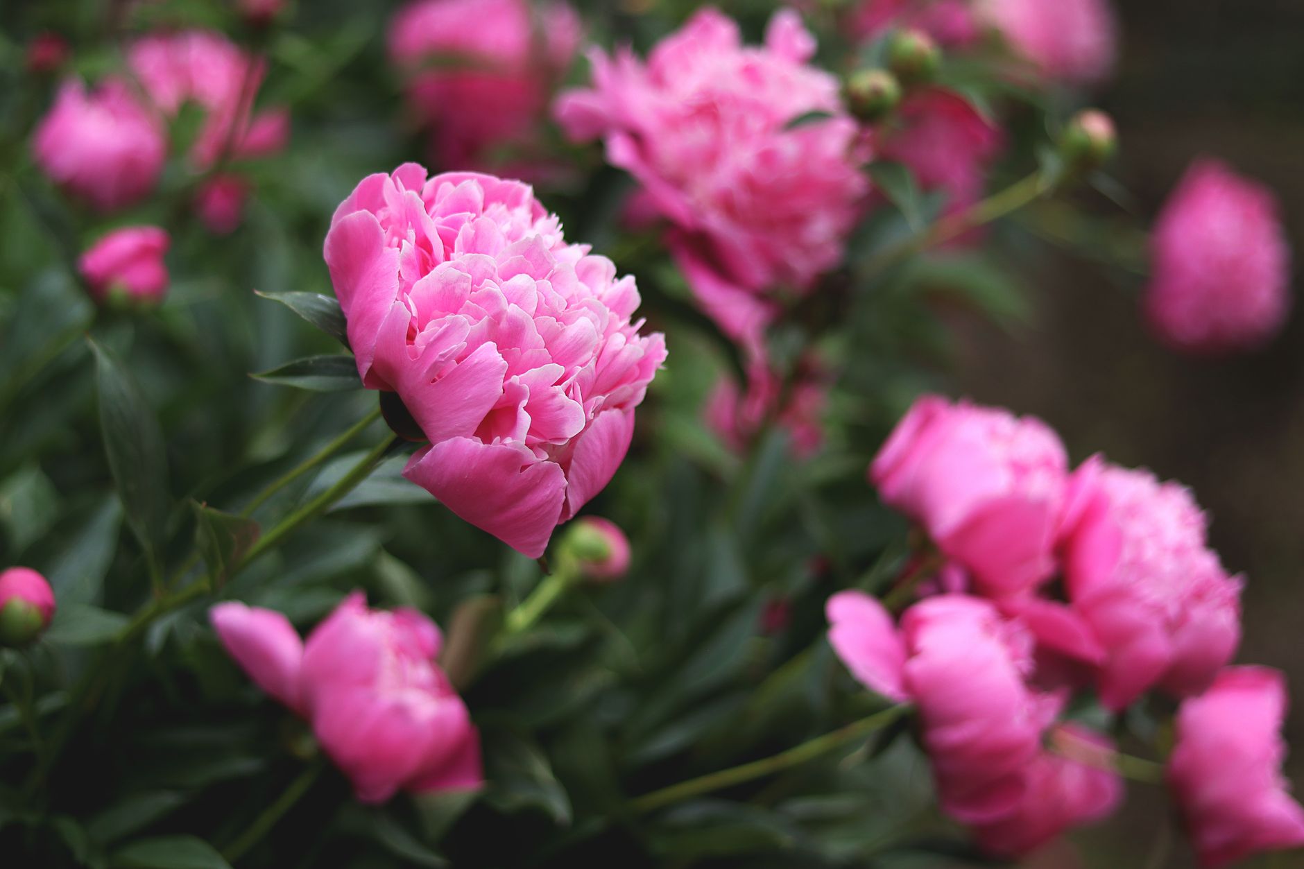 Close-up of beautiful pink peonies with lush green leaves in a garden setting.